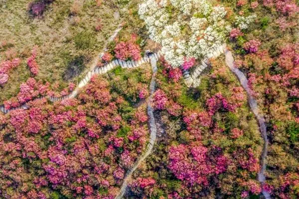 2022木蘭云霧山杜鵑花什么時候開 附云霧山杜鵑花門票及游玩攻略