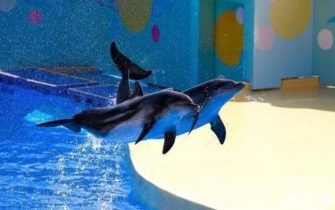 2018天津海昌極地海洋公園門票價格+年卡價格+優惠信息 2018天津海昌極地海洋公園門票價格+年卡價格+優惠信息