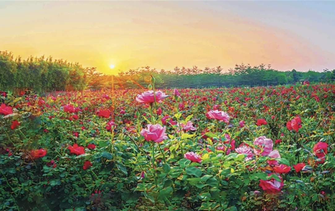 最美儋州-愛尚玫瑰園